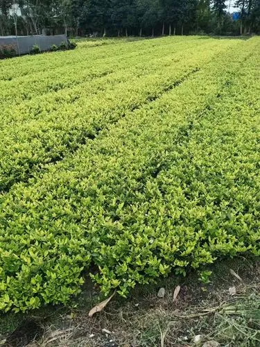 彭州樱花绿化工程项目